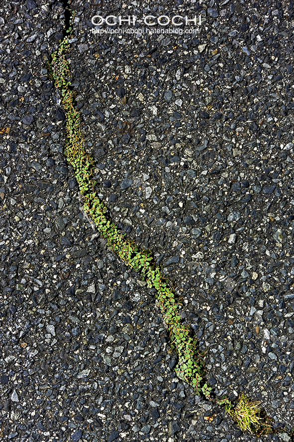 f:id:ochi_cochi:20161007072359j:plain