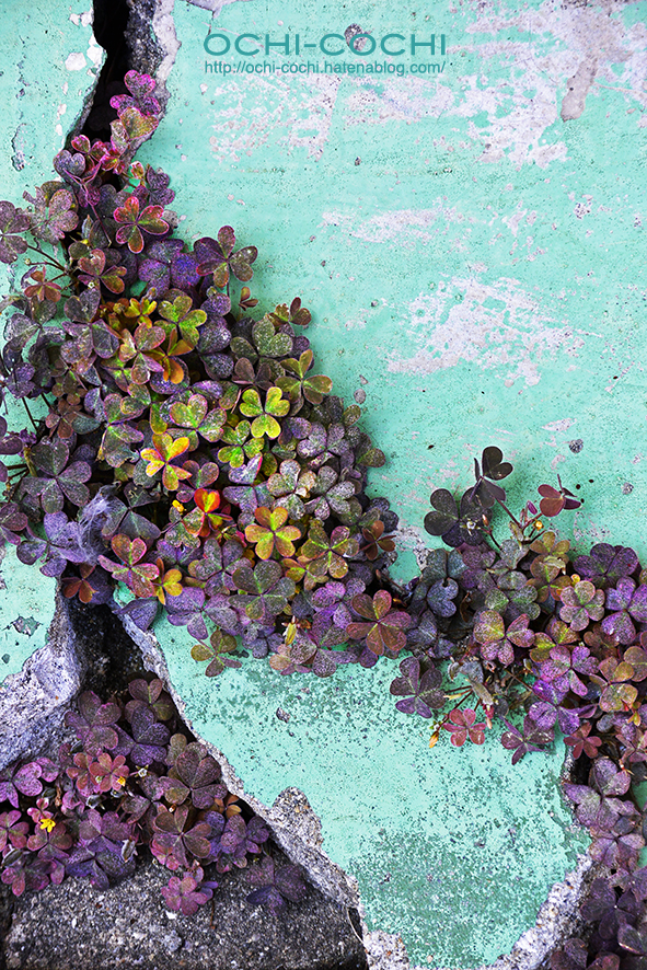 f:id:ochi_cochi:20161007072428j:plain