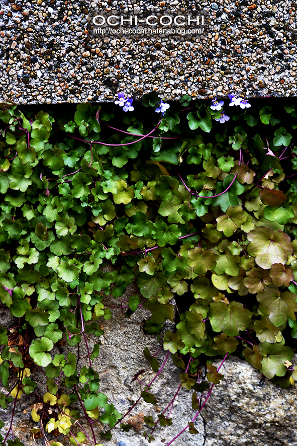 f:id:ochi_cochi:20170201182720j:plain