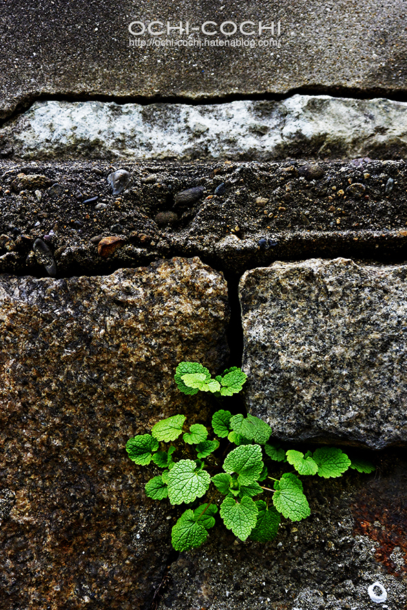 f:id:ochi_cochi:20170201182750j:plain