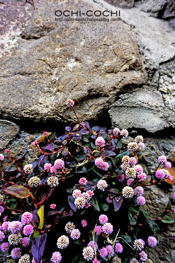 f:id:ochi_cochi:20170201182825j:plain