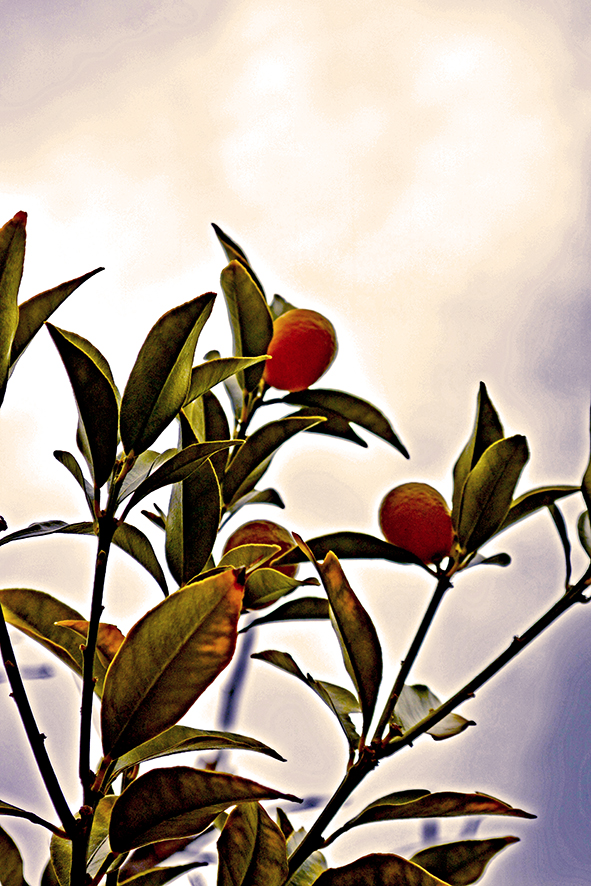 f:id:ochi_cochi:20170218103239j:plain f:id:ochi_cochi:20170218103239j:plain