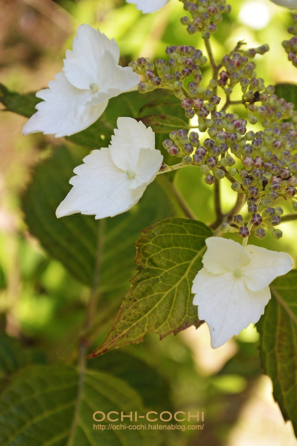 f:id:ochi_cochi:20170620154612j:plain f:id:ochi_cochi:20170620154612j:plain