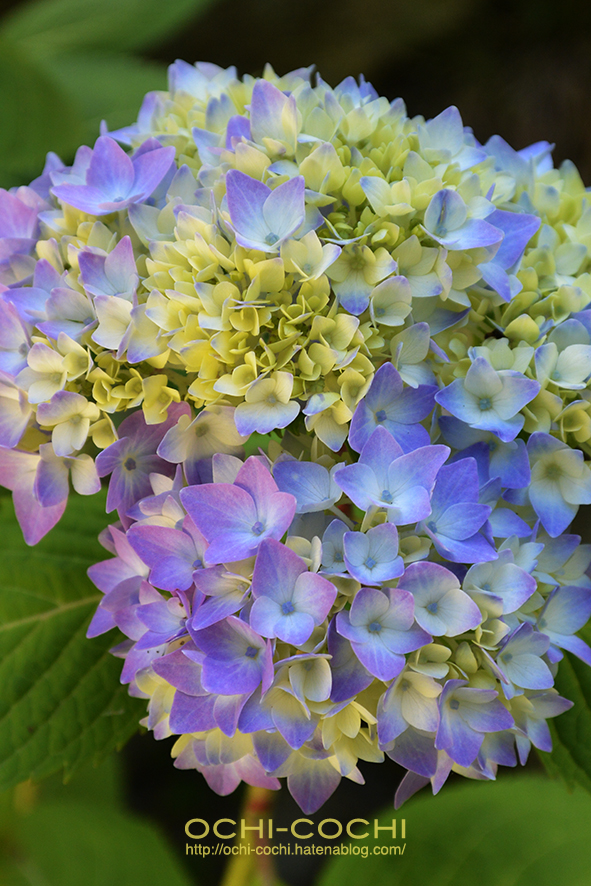 f:id:ochi_cochi:20170620154643j:plain f:id:ochi_cochi:20170620154643j:plain