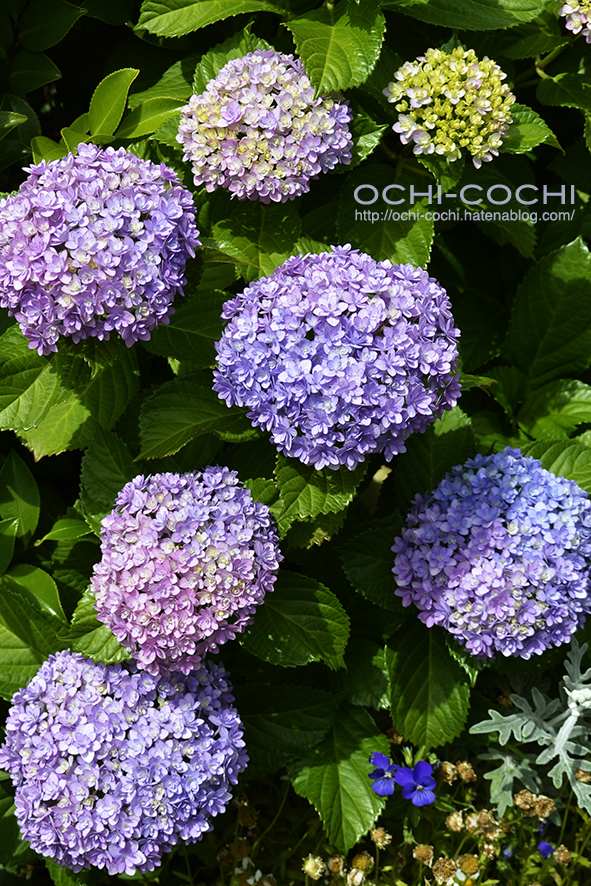 f:id:ochi_cochi:20170620154729j:plain f:id:ochi_cochi:20170620154729j:plain