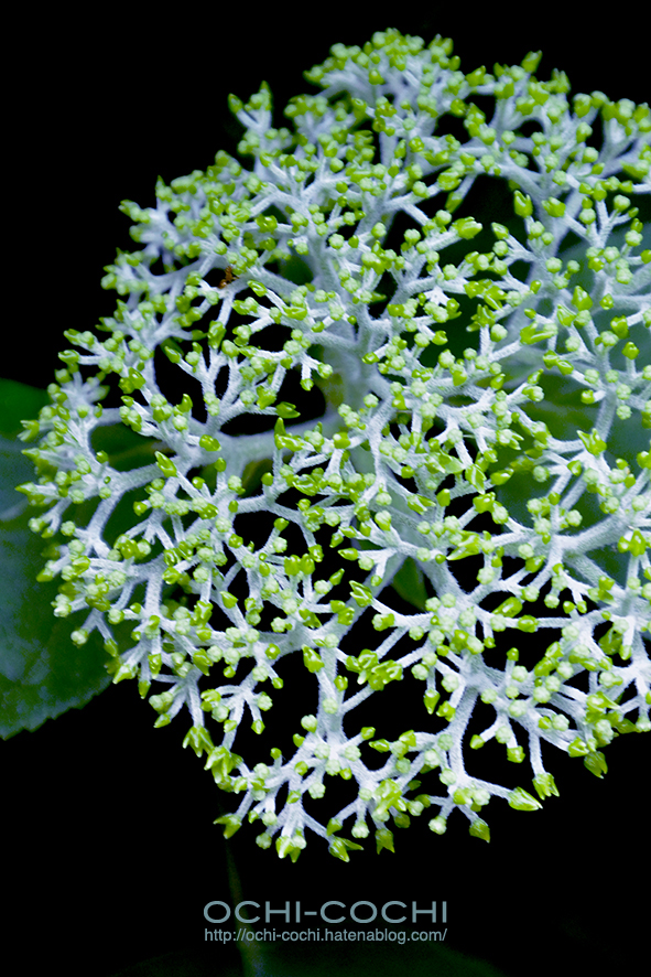 f:id:ochi_cochi:20170620154740j:plain f:id:ochi_cochi:20170620154740j:plain