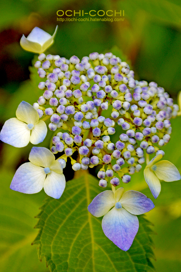 f:id:ochi_cochi:20170620154807j:plain f:id:ochi_cochi:20170620154807j:plain