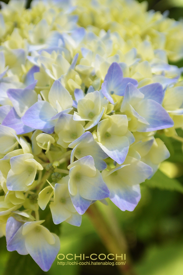 f:id:ochi_cochi:20170620154823j:plain f:id:ochi_cochi:20170620154823j:plain