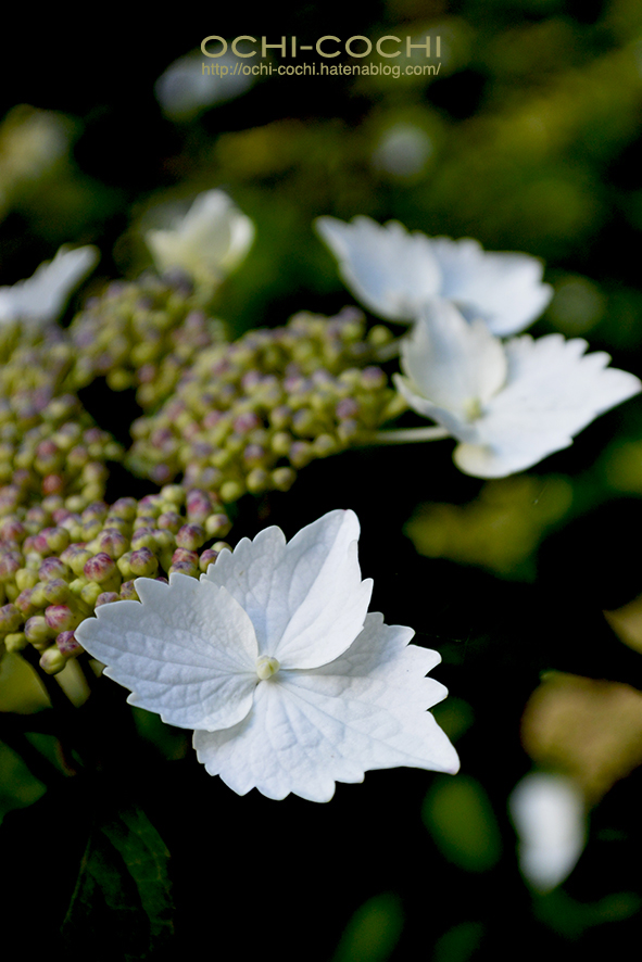 f:id:ochi_cochi:20170620154851j:plain f:id:ochi_cochi:20170620154851j:plain