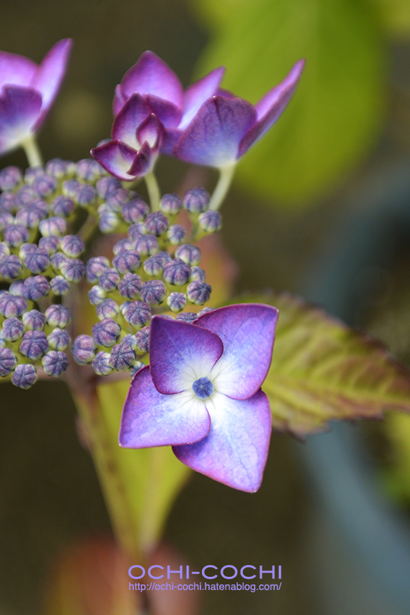 f:id:ochi_cochi:20170620154943j:plain f:id:ochi_cochi:20170620154943j:plain