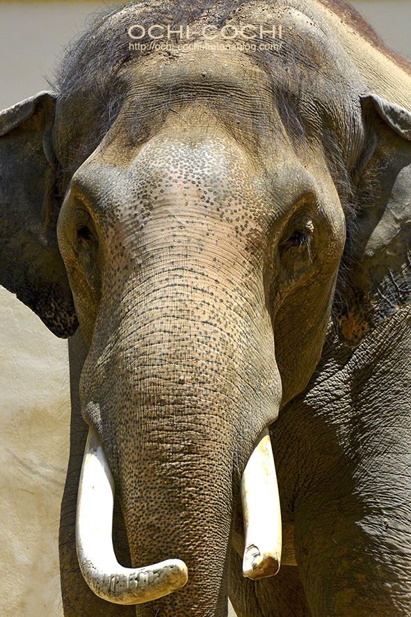 f:id:ochi_cochi:20180522104547j:plain