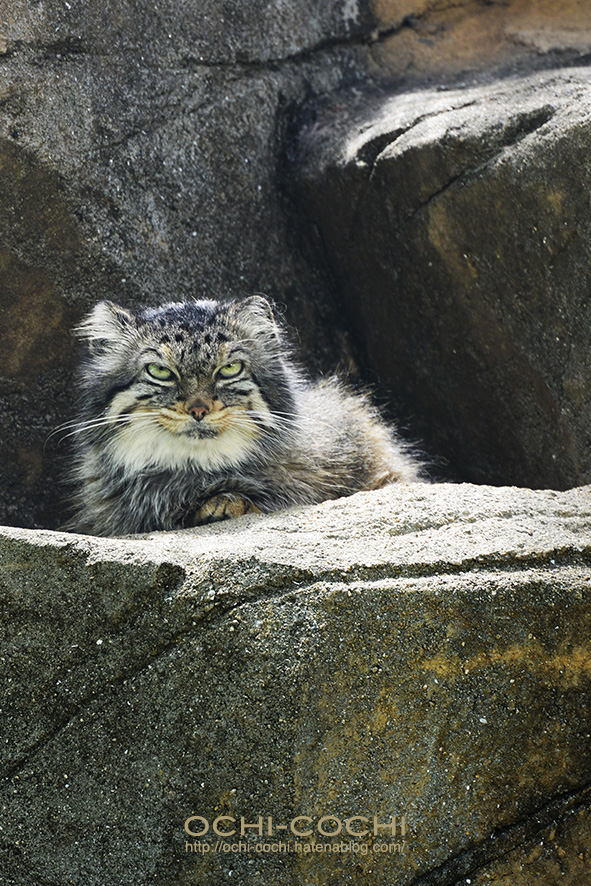 f:id:ochi_cochi:20180522104636j:plain