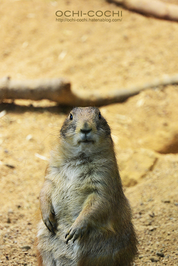 f:id:ochi_cochi:20180522104655j:plain