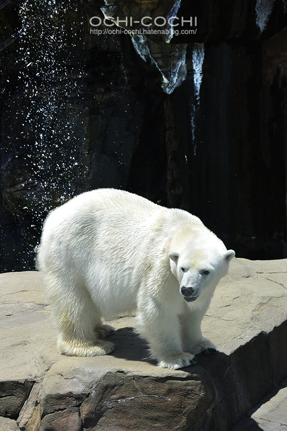 f:id:ochi_cochi:20180522104721j:plain