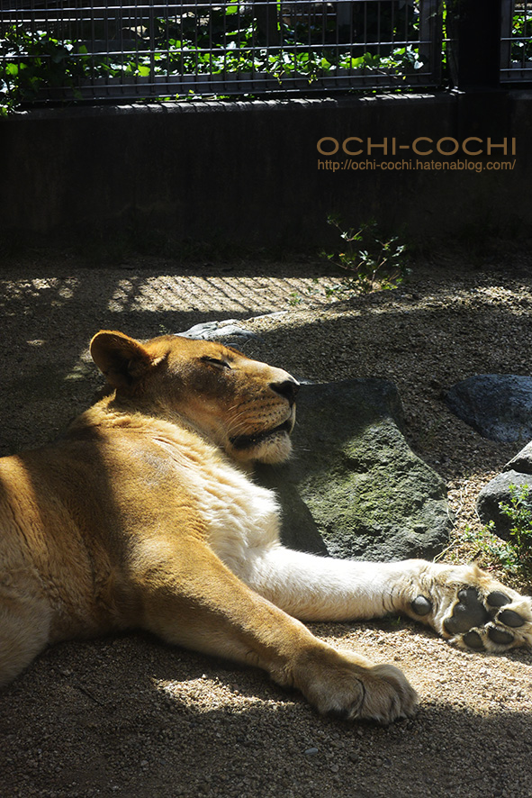 f:id:ochi_cochi:20180522104744j:plain