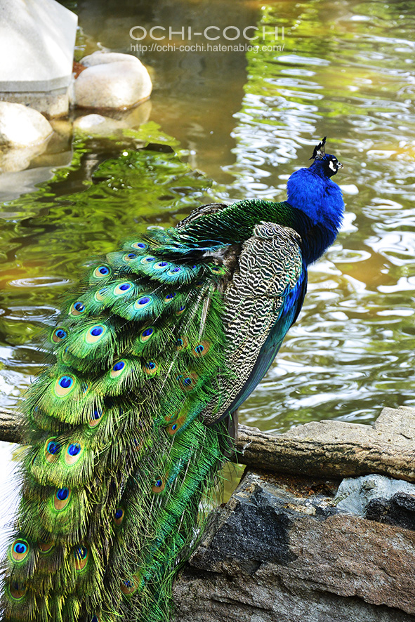 f:id:ochi_cochi:20180522104823j:plain