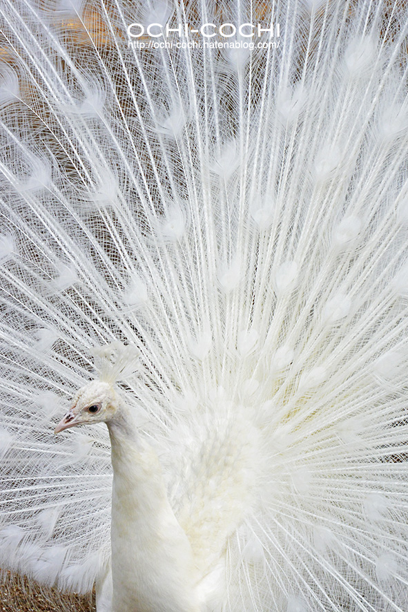 f:id:ochi_cochi:20180522104834j:plain