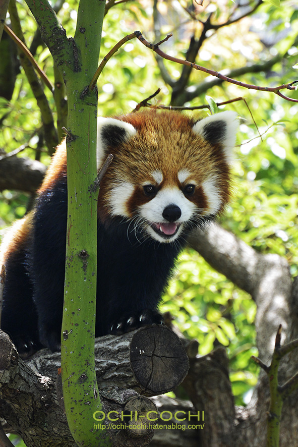 f:id:ochi_cochi:20180522104845j:plain