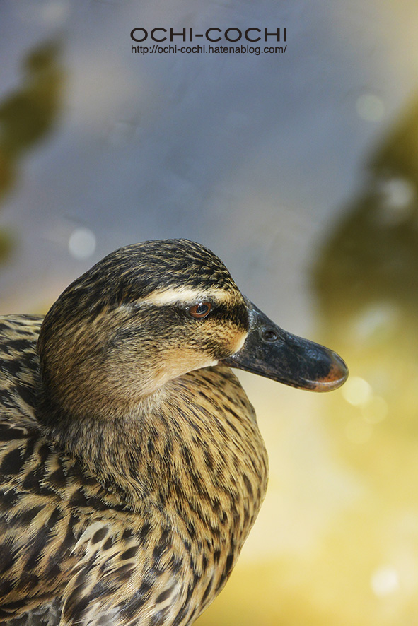 f:id:ochi_cochi:20180522104918j:plain