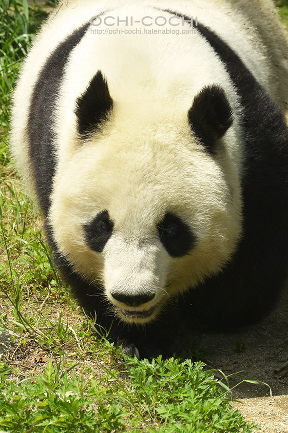 f:id:ochi_cochi:20180522104932j:plain