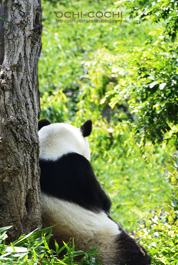 f:id:ochi_cochi:20180522104943j:plain