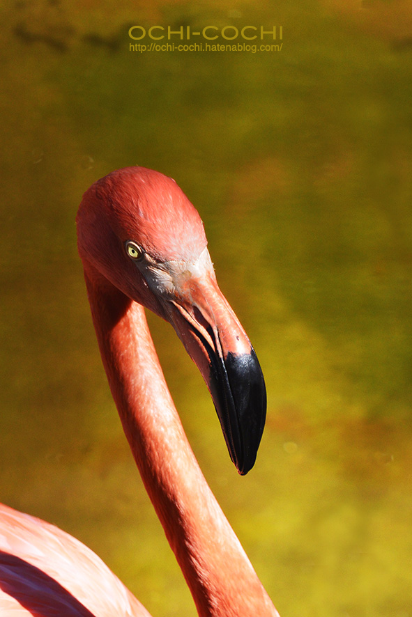 f:id:ochi_cochi:20180522104953j:plain