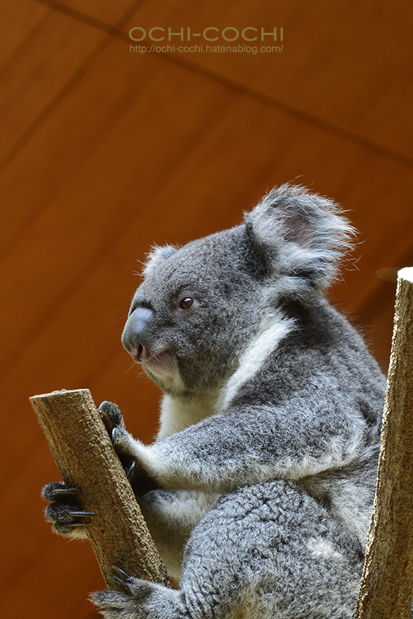 f:id:ochi_cochi:20180522105023j:plain