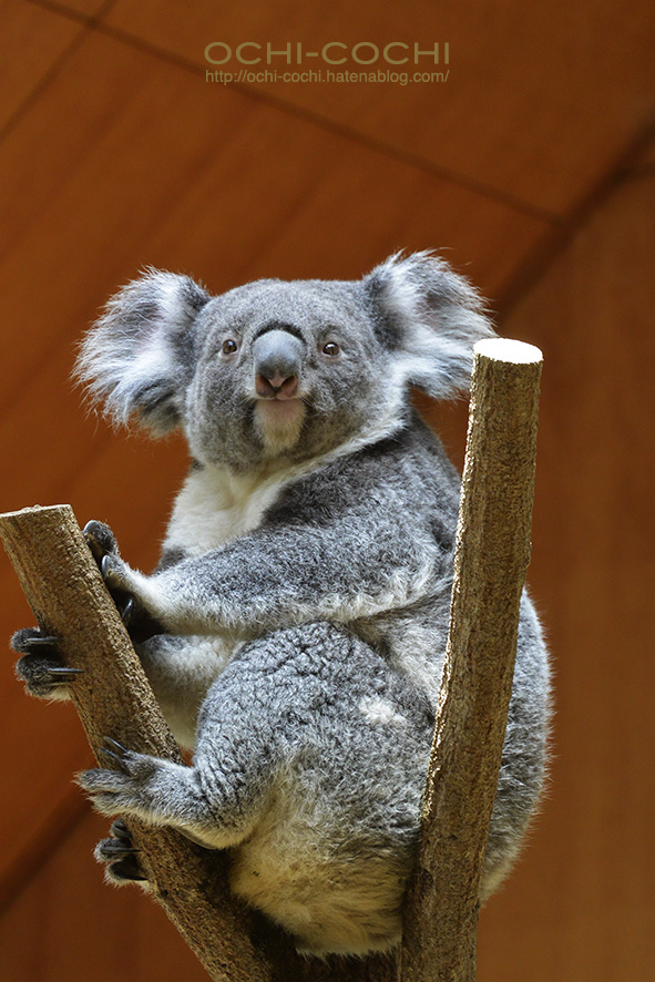 f:id:ochi_cochi:20180522105042j:plain