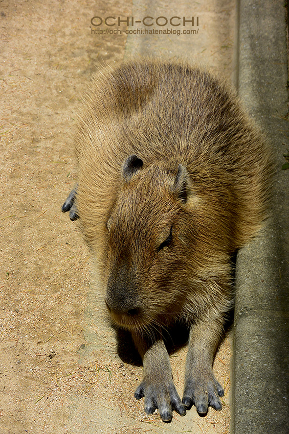 f:id:ochi_cochi:20180523174834j:plain