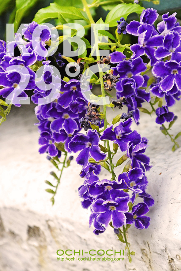 f:id:ochi_cochi:20180816062405j:plain f:id:ochi_cochi:20180816062405j:plain