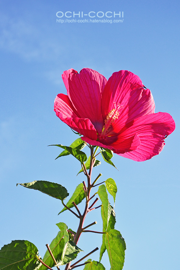 f:id:ochi_cochi:20180821144043j:plain