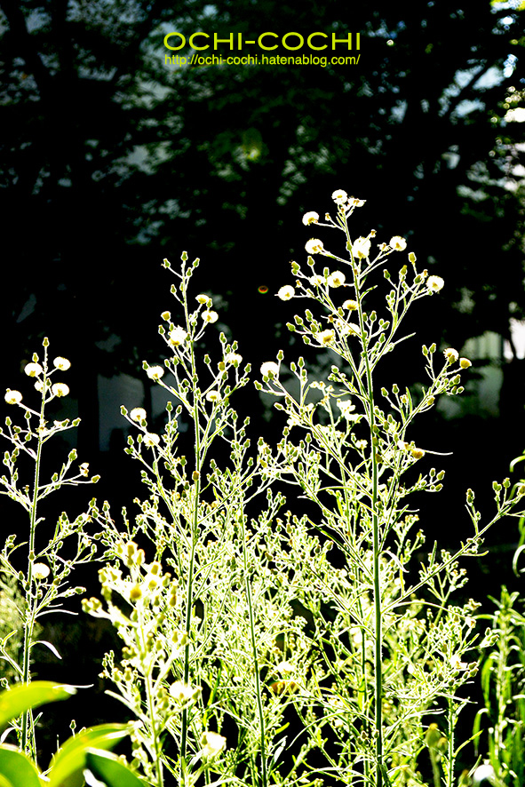 f:id:ochi_cochi:20180821144110j:plain