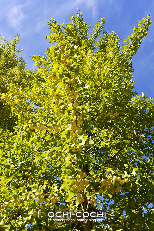 f:id:ochi_cochi:20180821144127j:plain