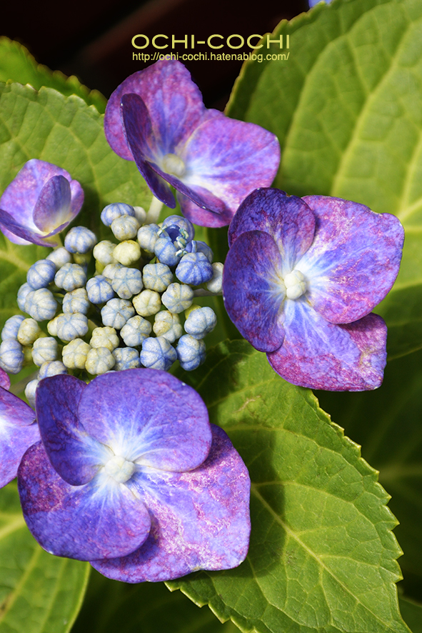 f:id:ochi_cochi:20190701161033j:plain