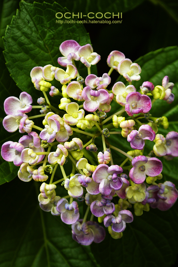 f:id:ochi_cochi:20190701161050j:plain