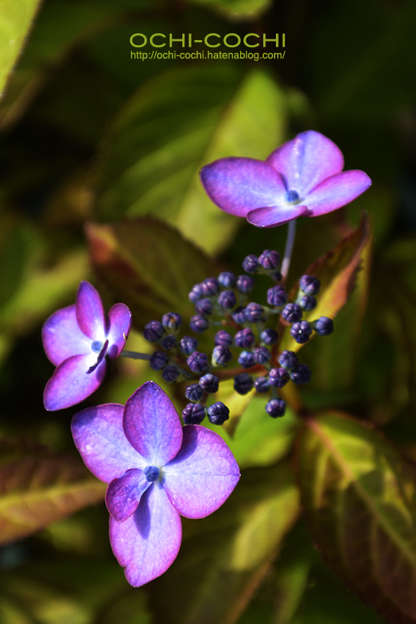 f:id:ochi_cochi:20190701161108j:plain