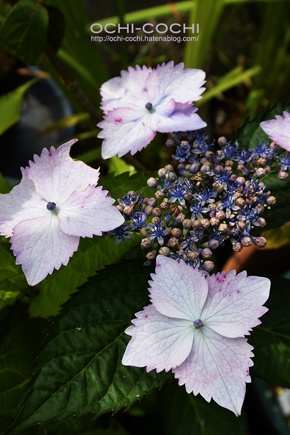 f:id:ochi_cochi:20190701161255j:plain