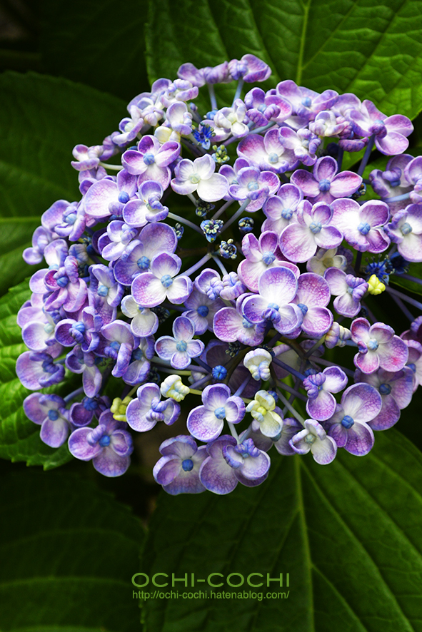 f:id:ochi_cochi:20190701161324j:plain
