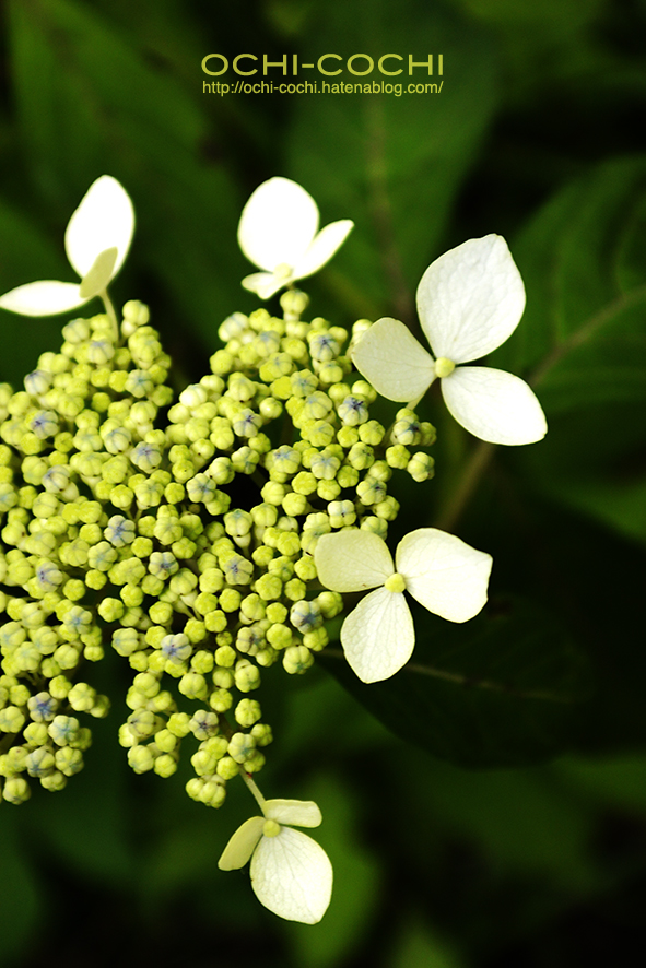 f:id:ochi_cochi:20190701161348j:plain