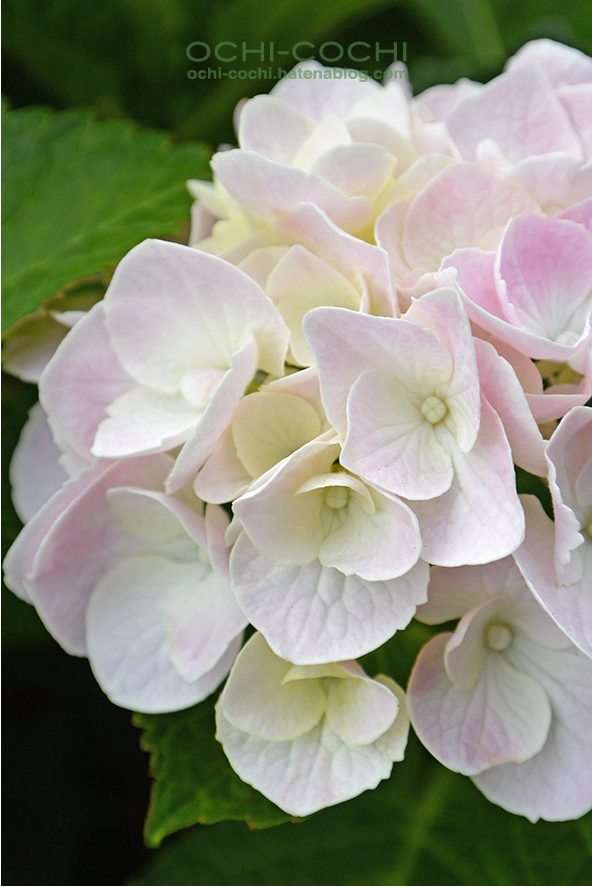 f:id:ochi_cochi:20210612201324j:plain