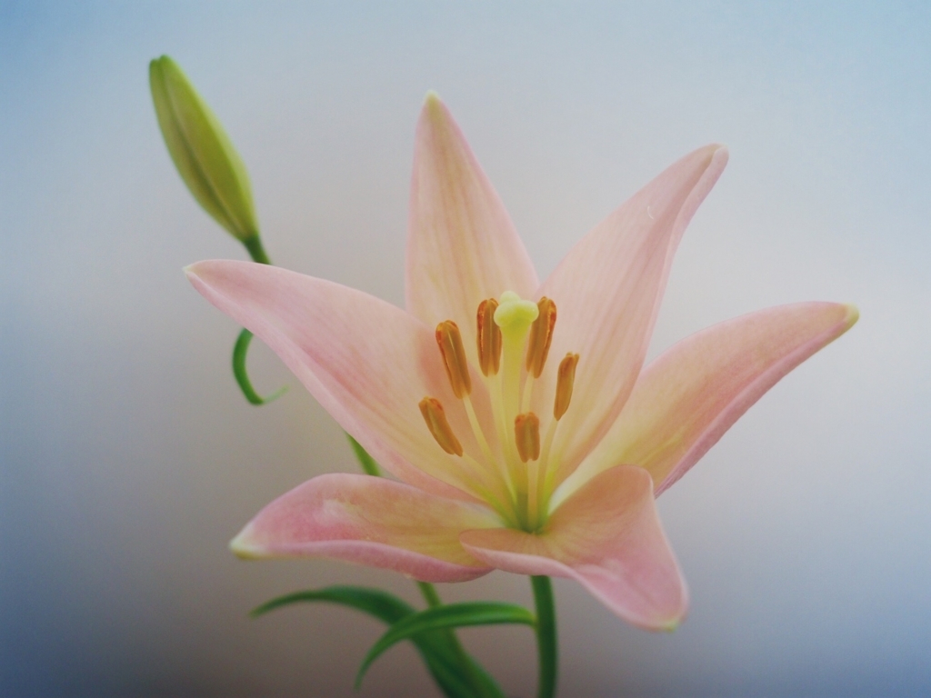 f:id:ochimoon:20180423014925j:plain f:id:ochimoon:20180423014925j:plain