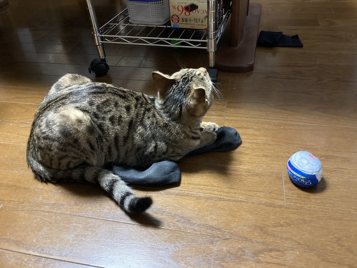 f:id:ocicatexige:20210426205611j:plain