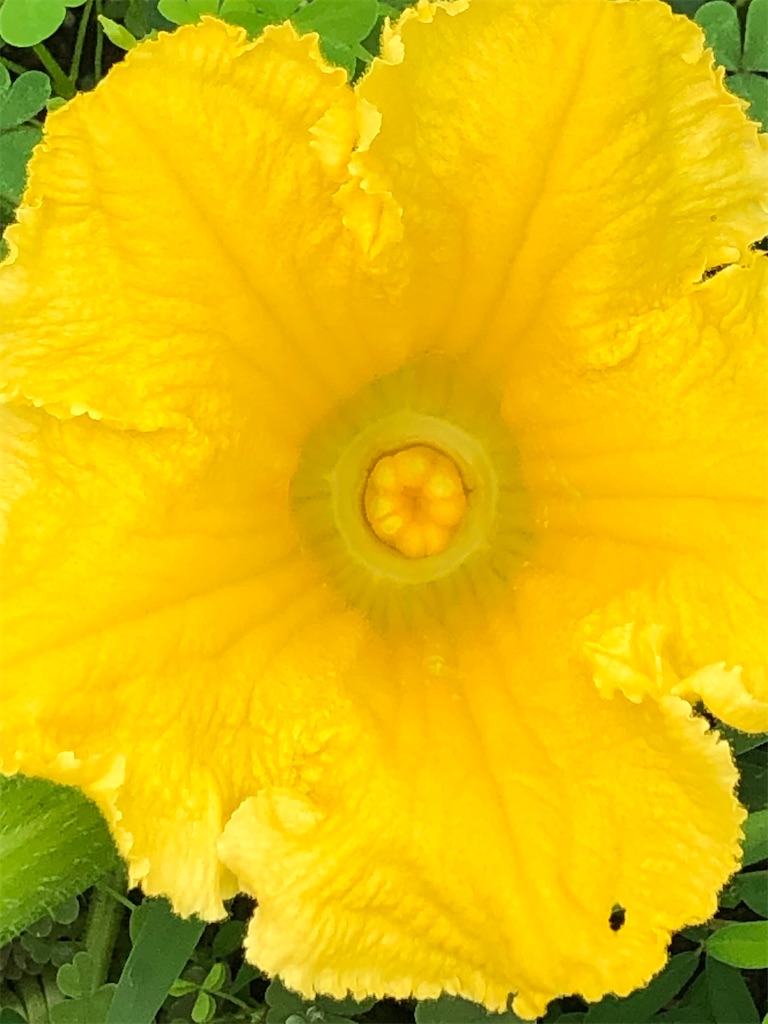 f:id:ocomemamire:20200804080955j:image f:id:ocomemamire:20200804080955j:image