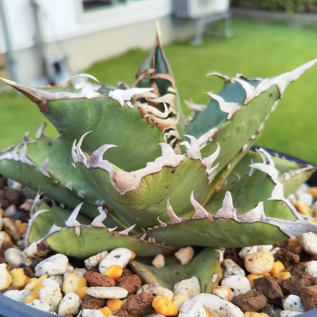 f:id:ocomen:20190820220043j:plain f:id:ocomen:20190820220043j:plain