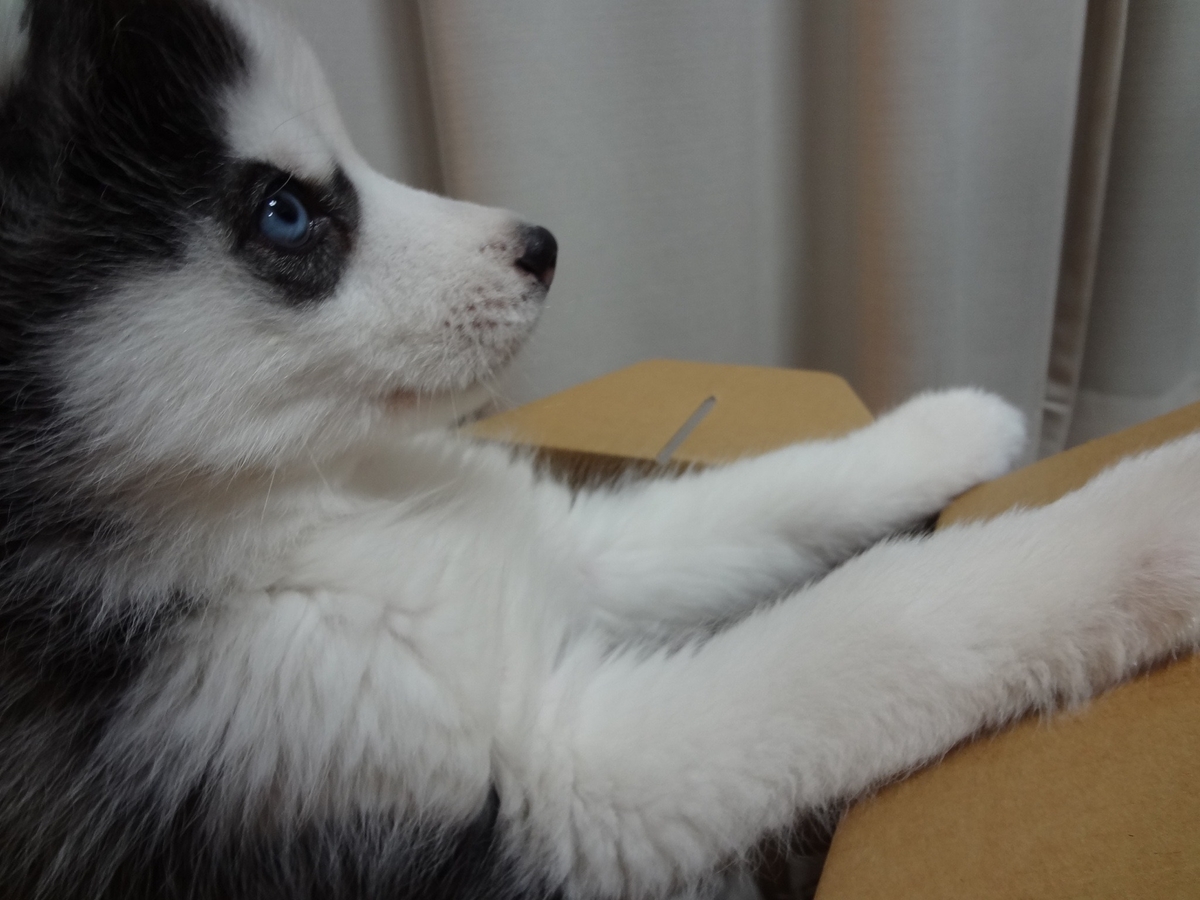 f:id:odaisen:20201023182830j:plain f:id:odaisen:20201023182830j:plain