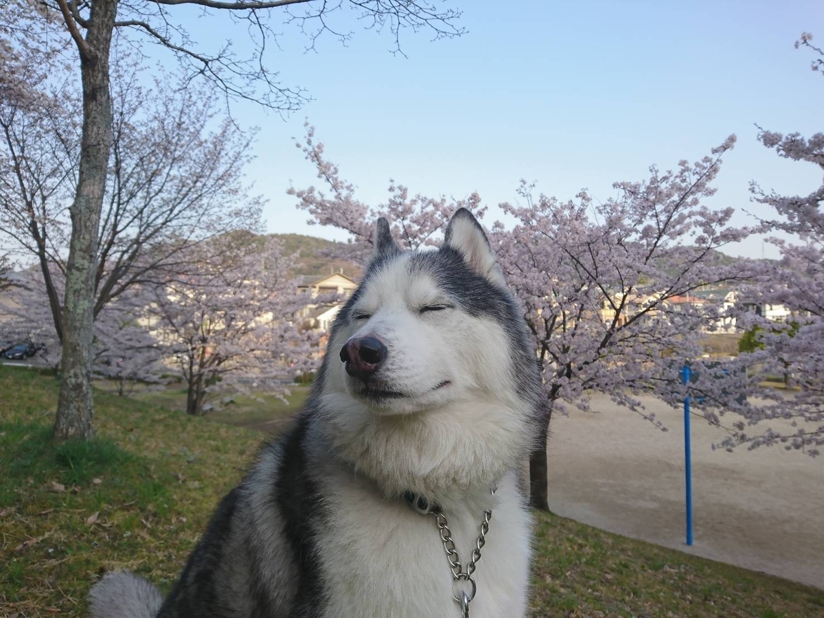 f:id:odaisen:20201023182957j:plain f:id:odaisen:20201023182957j:plain