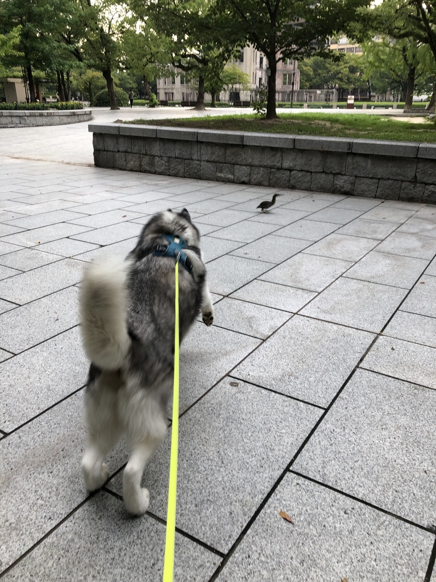 f:id:odaisen:20201023183000j:plain f:id:odaisen:20201023183000j:plain