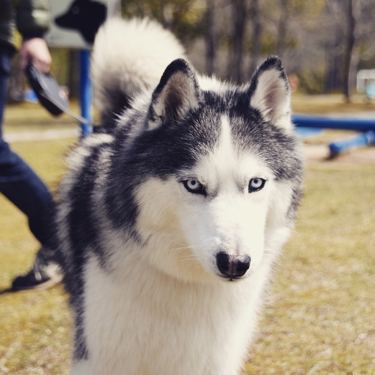f:id:odaisen:20201023183014j:plain f:id:odaisen:20201023183014j:plain