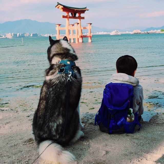 f:id:odaisen:20201023183023j:plain f:id:odaisen:20201023183023j:plain
