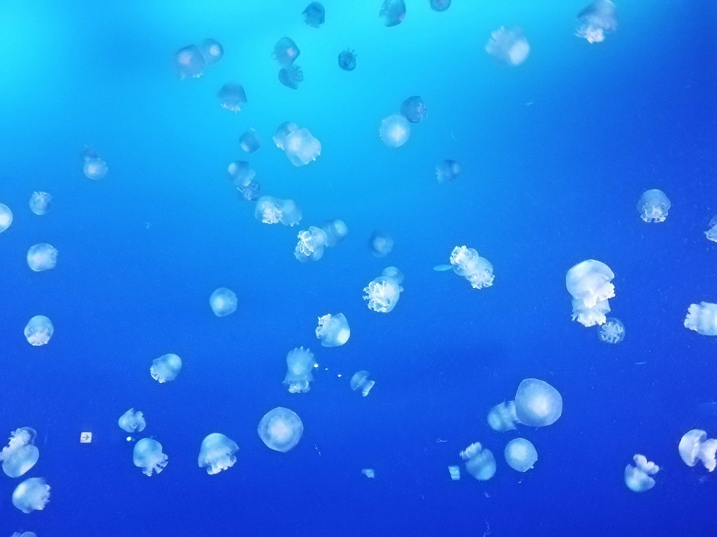 f:id:odango_kazoku:20210321061201j:plain